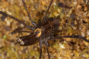 Media type: image; Invertebrate Zoology 29239
